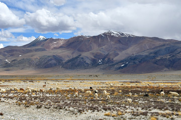 China, Tibet. A flock of sheep grazing in the mountains near lake Ngangla Ring Co (Tso)