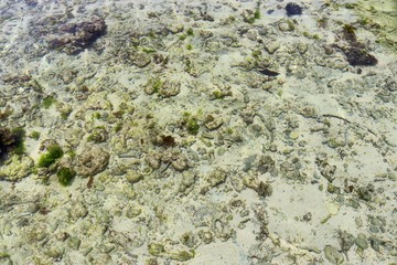 Colorful seabed shots taken at the beaches of the Seychelles island