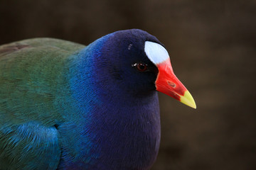 Purple Gallinule, close-up, on lily pads in Everglades National Park, Florida