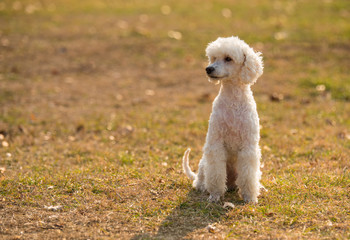 White poodle