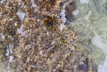 Colorful seabed shots taken at the beaches of the Seychelles island