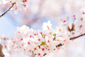 桜