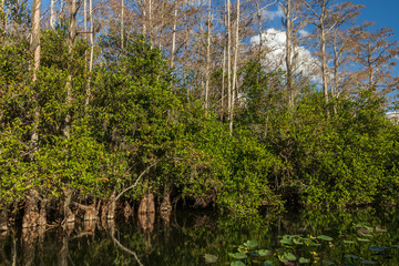 Obraz premium Cypress trees in the Everglades National Park, Florida
