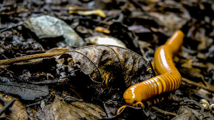 Giant bronw millipede in tropical rainforest of Thailand, round-backed millipede, Harpagophoridae curled up in habitat. 