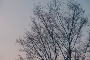 Dry tree,,silhouette photo of dry tree ,Dry tree branches background,