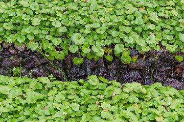静岡県伊豆市筏場のわさび田