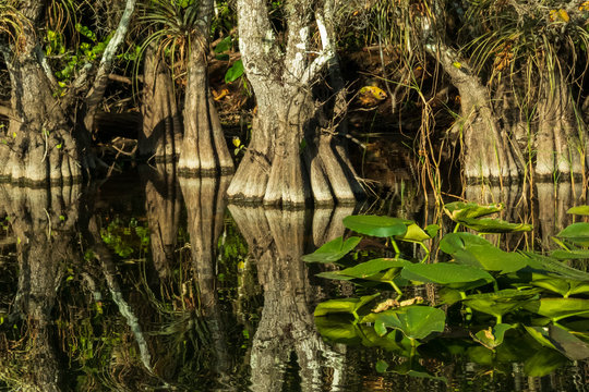 Everglades National Park, Florida USA