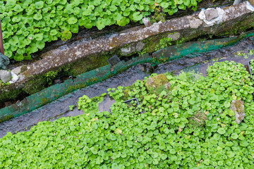 静岡県伊豆市筏場のわさび田