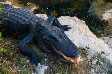Alligator close-up in Everglades National Park, Florida USA