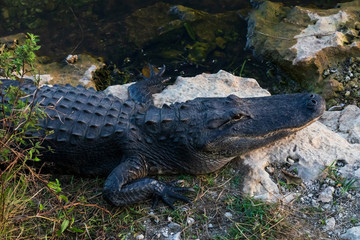 Obraz premium Alligator close-up in Everglades National Park, Florida USA