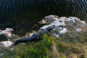 Alligator close-up in Everglades National Park, Florida USA