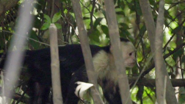 Incredible Central American white-faced capuchin monkey walking in jungle forest