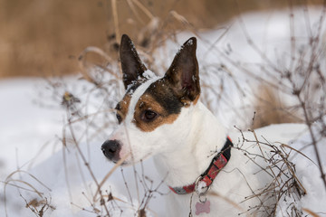 Low angle view of a Jack Russell Terrier dog standing in snow among dried grasses keenly observing something in the distance 