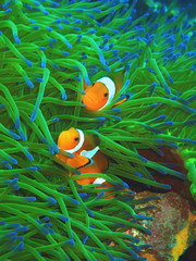 Beautiful underwater world diving in Sabah, Borneo.