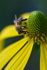 Honeybee on Coneflower