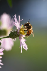 Honeybee on Aster Flowers