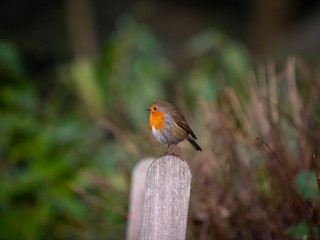 Robin Perched on a post