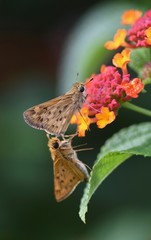 Fiery Skippers Mating