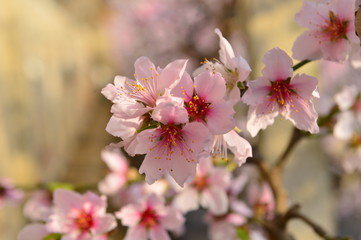 In full bloom in the peach blossom