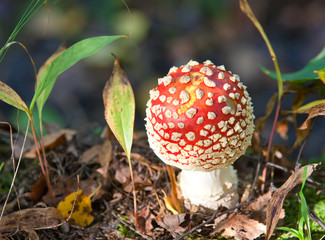 fly agaric mushroom