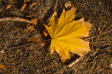 Maple leaf fallen on the ground. Falling leaves from trees in autumn.
