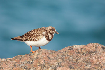 Arenaria interpres perched on a rock