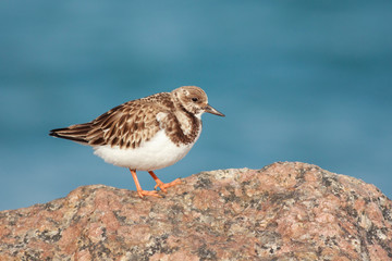 Arenaria interpres perched on a rock