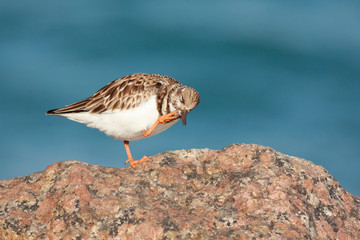 Arenaria interpres perched on a rock