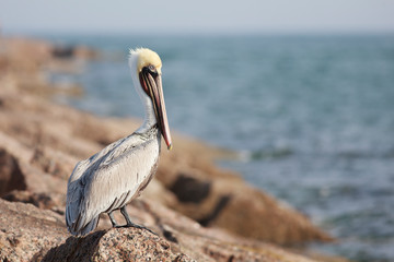 Brown pelican perched on a rock port aransas texas