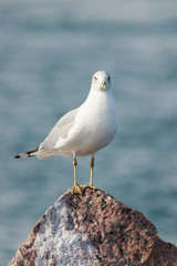 Larus delawarensis perched on a rock on the beach