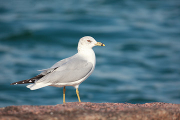 Larus delawarensis perched on a rock on the beach