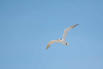 Obraz premium Thalasseus elegans flying on the beach