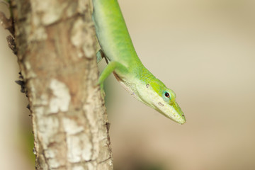 Anolis walking on the tree backyard home
