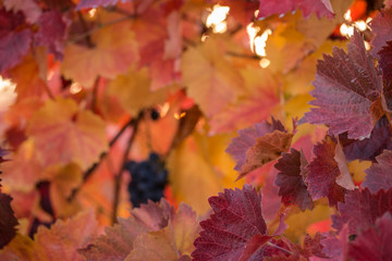 Vineyards in the autumn with red foliage. Transition of the vine to wintering. Wine-making. Technology of wine production. Wine production in Moldova.