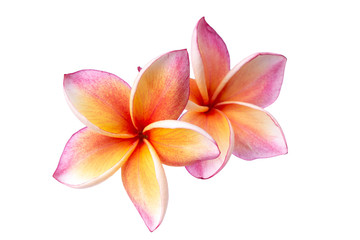 Fototapeta na wymiar Pink frangipani isolated on white background
