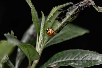 lady bug 