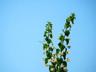 green leaves and blue sky