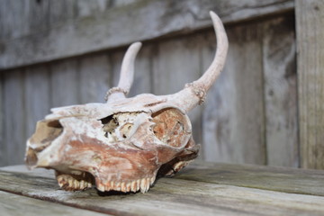 Deer Skull