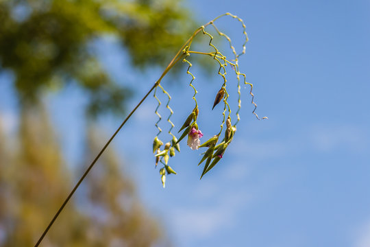 Cute Tiny flower of Thalia geniculata, also known as the bent alligator-flag, arrowroot, Water Canna or fire-flag. Small purple flower against blue sky background.