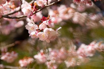 早咲きの河津桜のクローズアップ