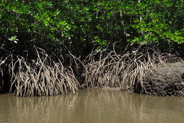 Mangrove