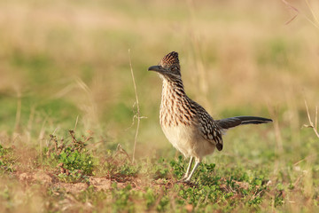 Roadrunner on grass ranch
