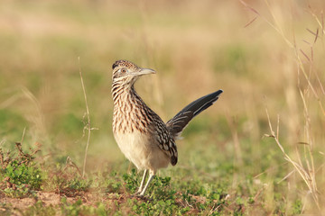 Roadrunner on grass ranch