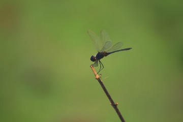 Dragon-fly