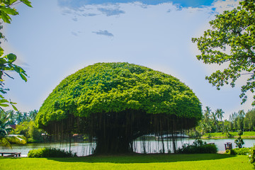Mushroom shaped banyan tree against green grass field and blue sky background. Banyan is a plant that grows on another plant, when its seed germinates in a crack or crevice of a host tree or edifice.