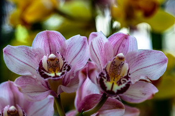 ORCIHS FLOWERS ORCHID FLOWER
