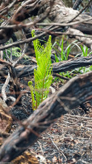 South Africa Blyde River Canyon
