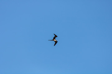 Seagull flying in the blue gradient sky