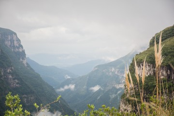 C&acirc;nions Sul do Brasil