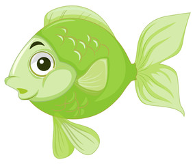 Green goldfish white background